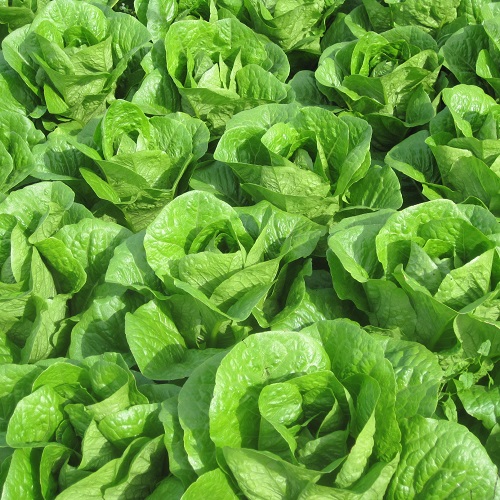 Lettuce Faro